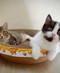 ����ֻè���Ҹ�������������Ǻ�г������������˰�