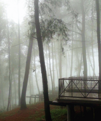 ����ɭ����ġ������������ܰ�����ѳ���ݮ����������ˣ�¶�