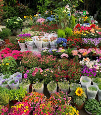 �����ŵĻ�԰�����л��ж��⣬�����ʺϴ򿨵ĸ���ֵ�����