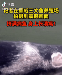 年糕妈妈说:我们推荐的三文鱼是挪威最好的......