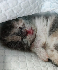 �չ�Сè�����̫���ˣ�һ���������ʳһ�����������