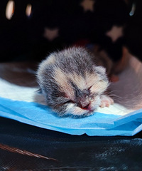 �չ�Сè�����̫���ˣ�һ���������ʳһ�����������