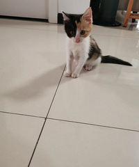 �����ֻС����������һ�����Ѿ������ˣ�������˴�����