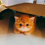 猫届“陈冠希”颜值高