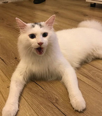 ���Ǽ�����һ���ʨ����è�䣬����ǧ����ÿ�ζ���ó���