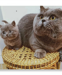 �����⡱���̽С������㡱����������ĸ����һģһ��