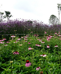 �¿��������԰��û������֪�����ж�ͯ��԰�����޲ݣ�������