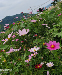 现在这个天去南平坝好舒服,养眼又清爽