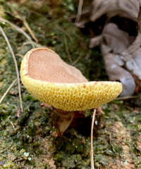 ɽ�￴���ö�Ұ��Ģ������û��������æ����һ�£���Щ���Գԣ�