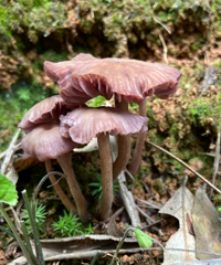 山里看到好多野生蘑菇,有没有人来帮忙鉴别一下,哪些可以吃?