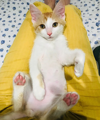 �����µ���è���������������棬������磬���Լ��ϲ���