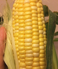 这款水果玉米的颗粒好饱满,吃起香甜化渣