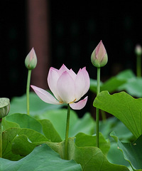 华岩寺的荷花开了,超级美