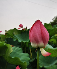 坐绿皮火车去看荷花,自己包场的感觉太爽了,还能钓小龙虾