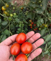 主城乡村葡萄、蔬菜开采啦