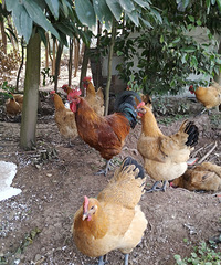 ����������ѡ��߲˿�����