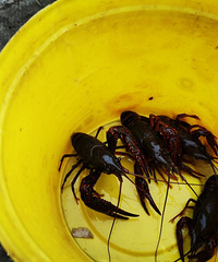 坐绿皮火车去看荷花,自己包场的感觉太爽了,还能钓小龙虾