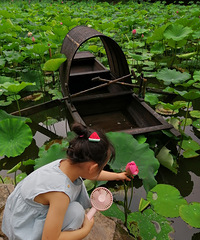 华岩寺的荷花开得正好,带上娃儿去耍,超美的