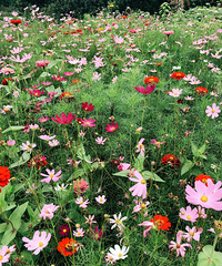 ժ����˳�㿴������ʳ����߻��и���ͯ��԰��̫��ˣ��