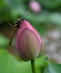 渝北不要门票看大片荷花的好地方,没人空气好