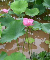 渝北不要门票看大片荷花的好地方,没人空气好
