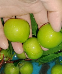 去三溪口摘桃子和李子,能耍水捞螃蟹感受大草坪,豆腐鱼也超安逸