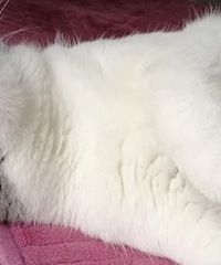 �ܺ���è���������²����ȣ����ǿ��Դ��յ���