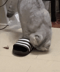 ��ֻè��ɾ��ˣ���Ȼ������Ь�����˴���룬��ֱ̫������