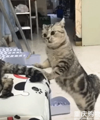 è����޳��ܣ�ĸè��ͷ���ۿ���ŵù�è���Ҷ�