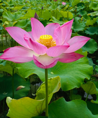 ȥ�������û�����ĵط����Գа���Ƭ��������ҪǮ������������