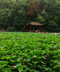 带小朋友去华岩寺赏花,这个天去正值花期,随手一拍都能出片