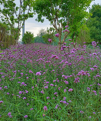 听说有很多李子的公园,一去就被大片的马鞭草和松果菊惊艳了