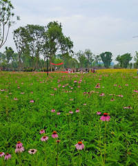 ��˵�кܶ����ӵĹ�԰��һȥ�ͱ���Ƭ�����޲ݺ��ɹ��վ�����