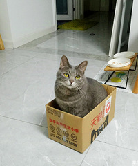 ����һֻ����ֽ���޷��԰ε�è��Ҳ����Ϊ������İ���ʱ��