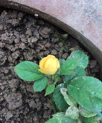 �ҵĹ�֭��̨���ڿ����ˣ�ʢ����Ҳ����ɫ�������е�С