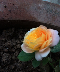 �ҵĹ�֭��̨���ڿ����ˣ�ʢ����Ҳ����ɫ�������е�С