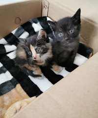 ��ֻ����è�������������꽭��������������