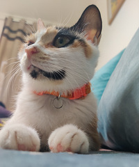 5只小奶猫和1只猫妈妈求领养,猫妈妈很黏人,还会抓耗子