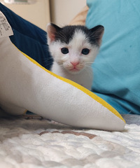 5只小奶猫和1只猫妈妈求领养,猫妈妈很黏人,还会抓耗子