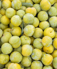 上树摘李子,一次吃个够!周围还有个超舒服的公园