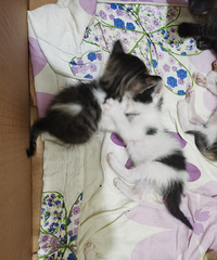 10ֻһ���´��Сè������������������ַ��ͭԪ��