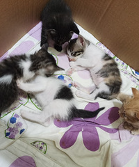 10ֻһ���´��Сè������������������ַ��ͭԪ��