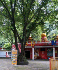 ��������԰7��15��ֹͣӪҵ����л��29������