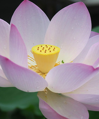 2020年华岩寺荷花节赏荷花