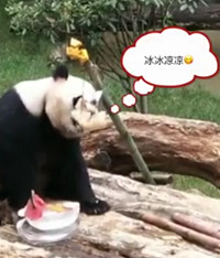动物园为大熊猫做冰粽:开心过端午