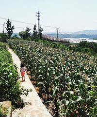 ָٶˣĵطԵ㣬ժ˺ˮҲó