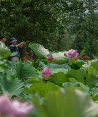 必须穿凉鞋去的地方,亲水栈道好舒服,大片荷花超美