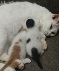 ����ĸè������ֻè��������һֻ��ţɫһֻ�ٰ�