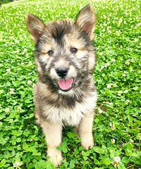 ֻ��2��Ԫ���������ռ��һ��ĳ������֣����Ƽ�