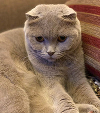 养了一只丁香色的蓝猫和一只海双布偶,给它们分别取名佩佩和奇奇